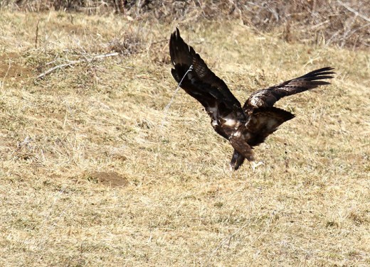 Aigle royal aux campagnols - photo JP Paul ©