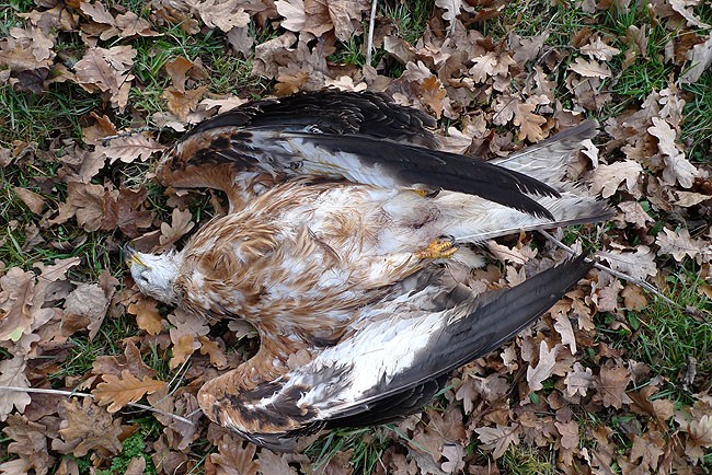 cadavre, photo : Romain Riols