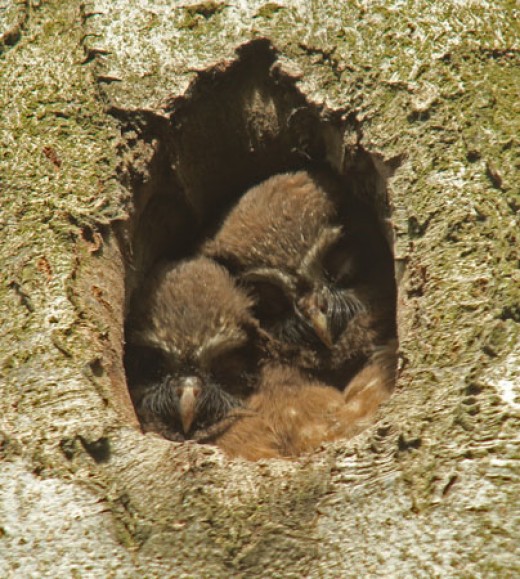 Jeunes chouettes de Tengmalm, photo : Nicolas Vaille-Cullière ©