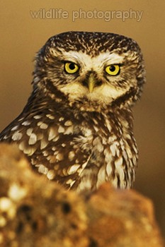 Chevêche d'Athéna 3