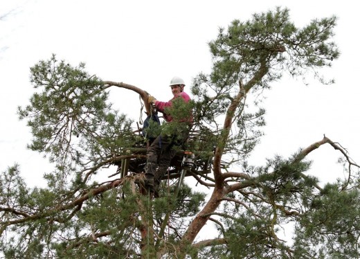 Reformation de l’assise du nid du ravoir, par l’entreprise Goueffon, le 5 mars 2013. G.Perrodin.