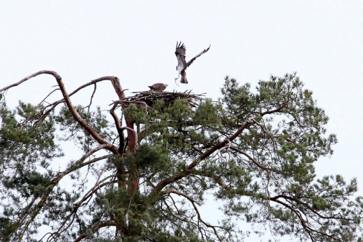Le mâle apporte une proie à la femelle, sur le nid qu’ils rechargent activement depuis leur arrivée. G.Perrodin.