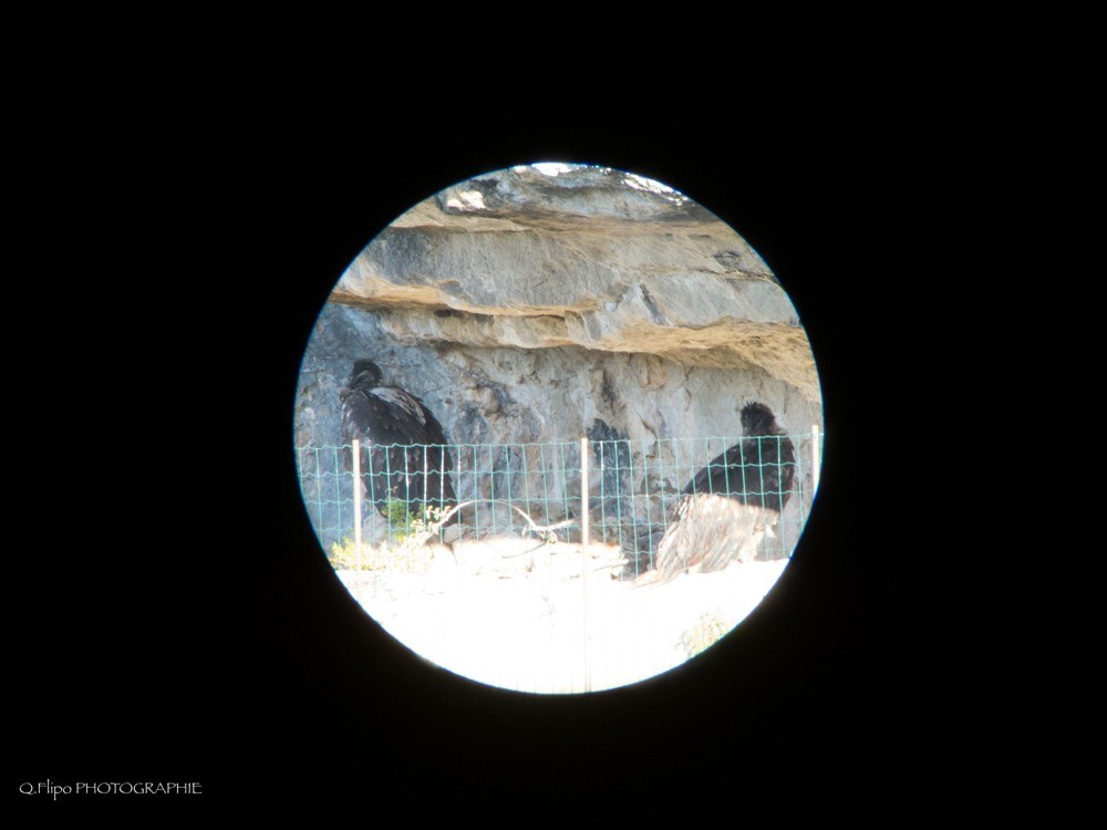 DOURBIE et LAYROU dans la cavité de lâcher - © Quentin Flipo, LPO Grands Causses