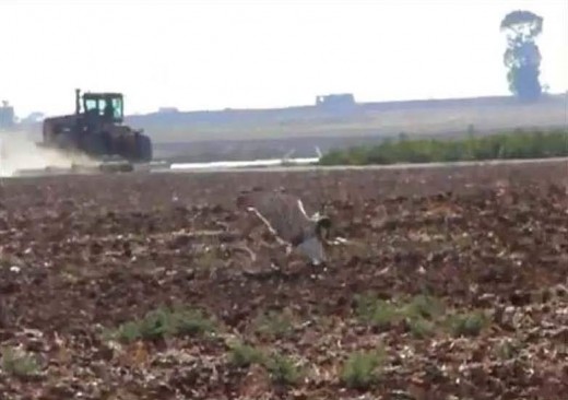 Un circaète posé dans le champ labouré. R.Milgalter. 27/08/2013