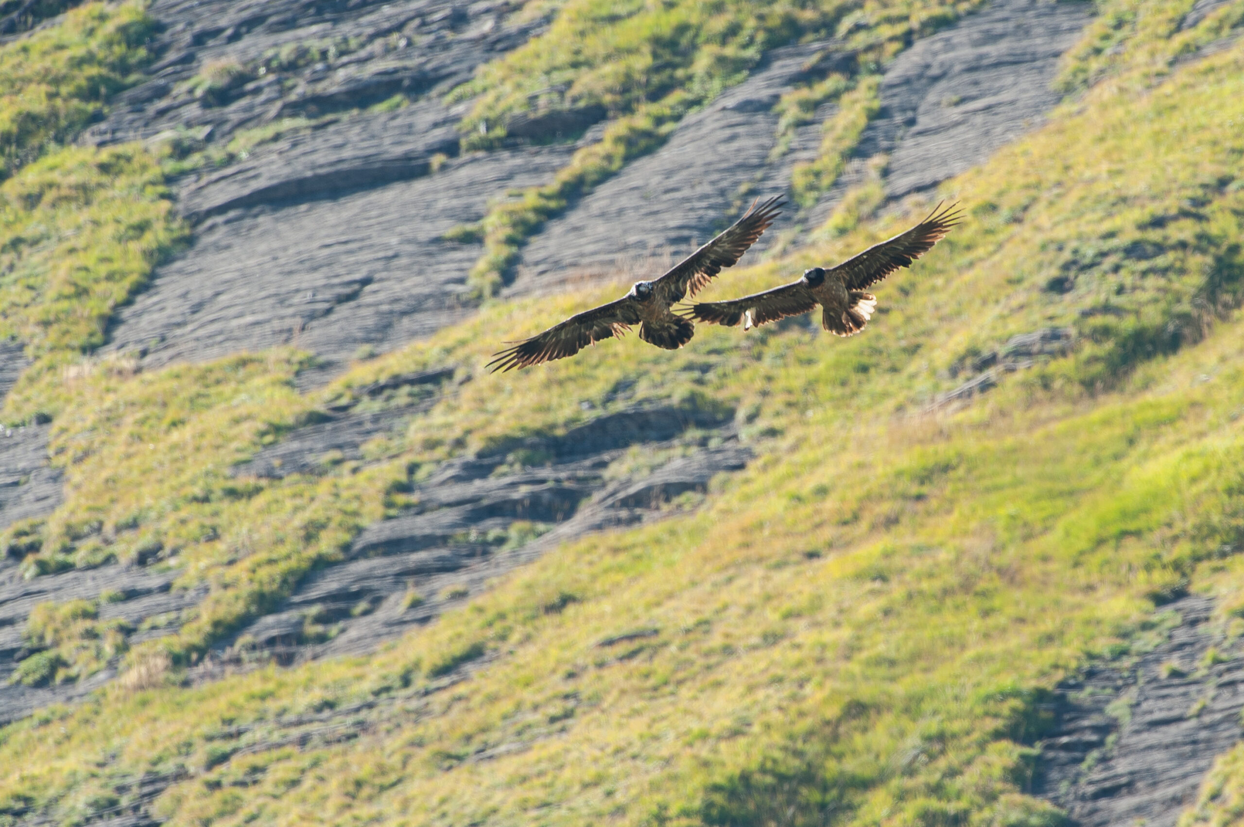 Basalte et un Gypaète subadulte - ©Cyril Doche