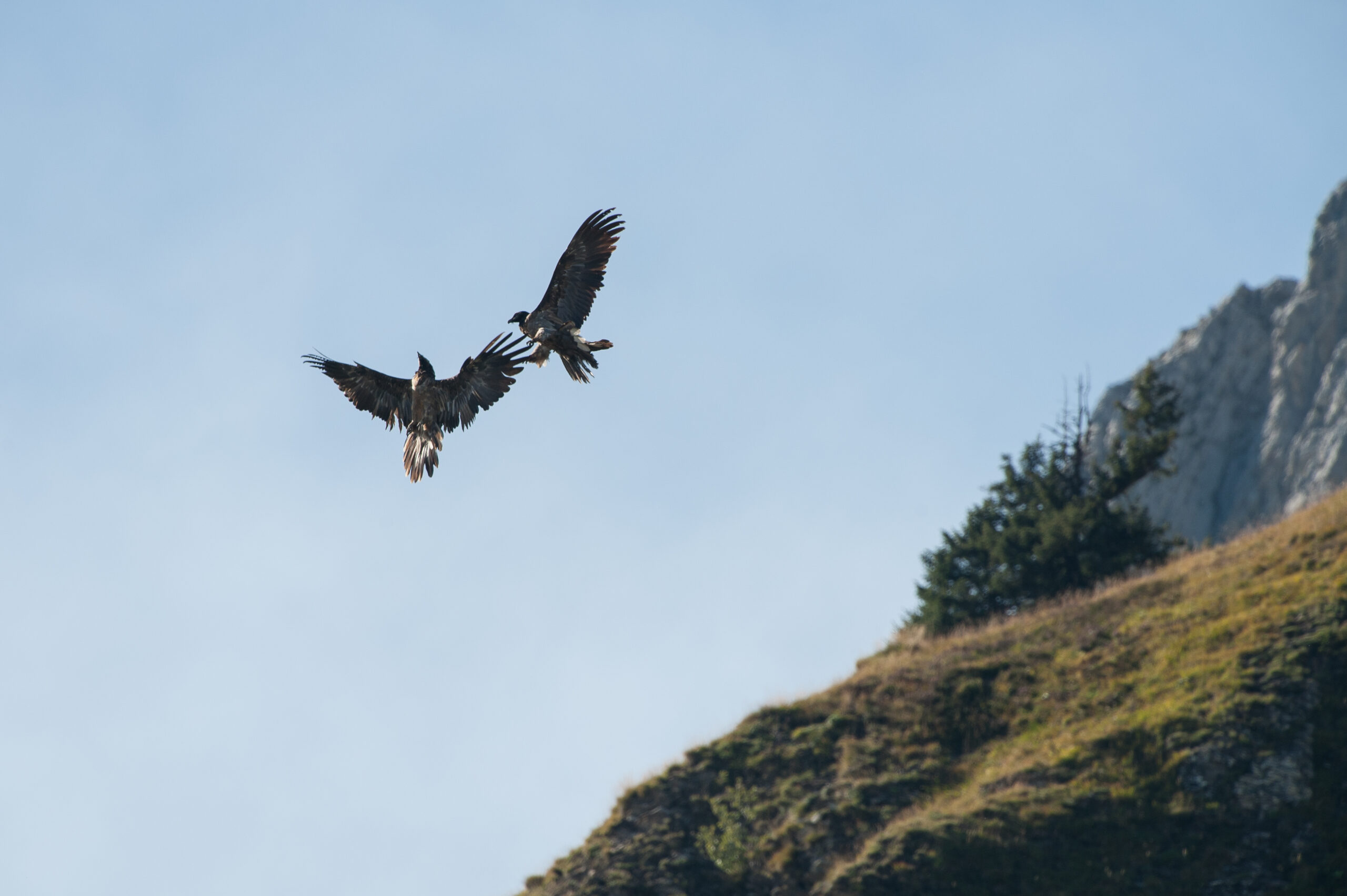 Basalte et un Gypaète subadulte - ©Cyril Doche
