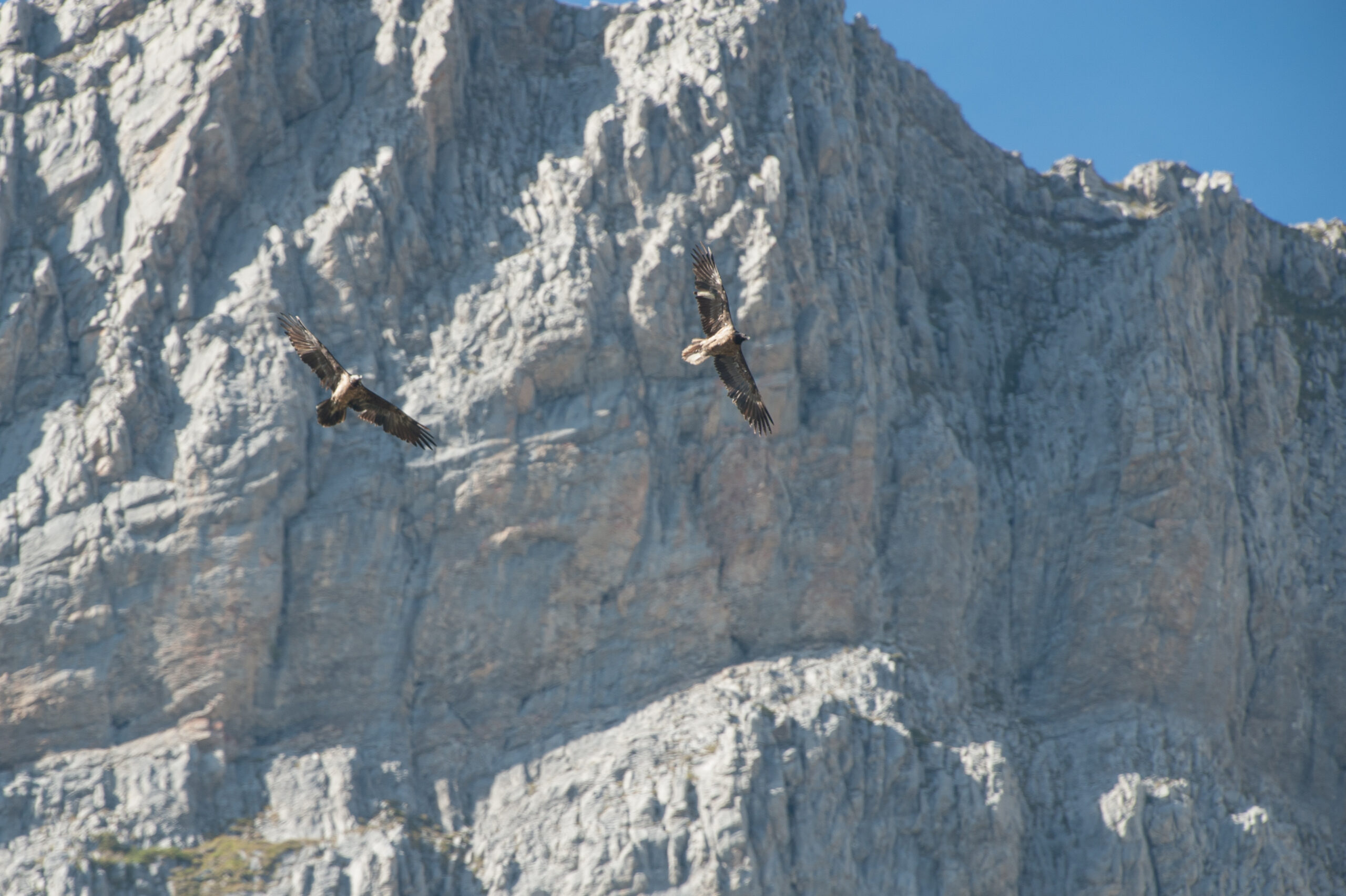 Basalte et un Gypaète subadulte - ©Cyril Doche