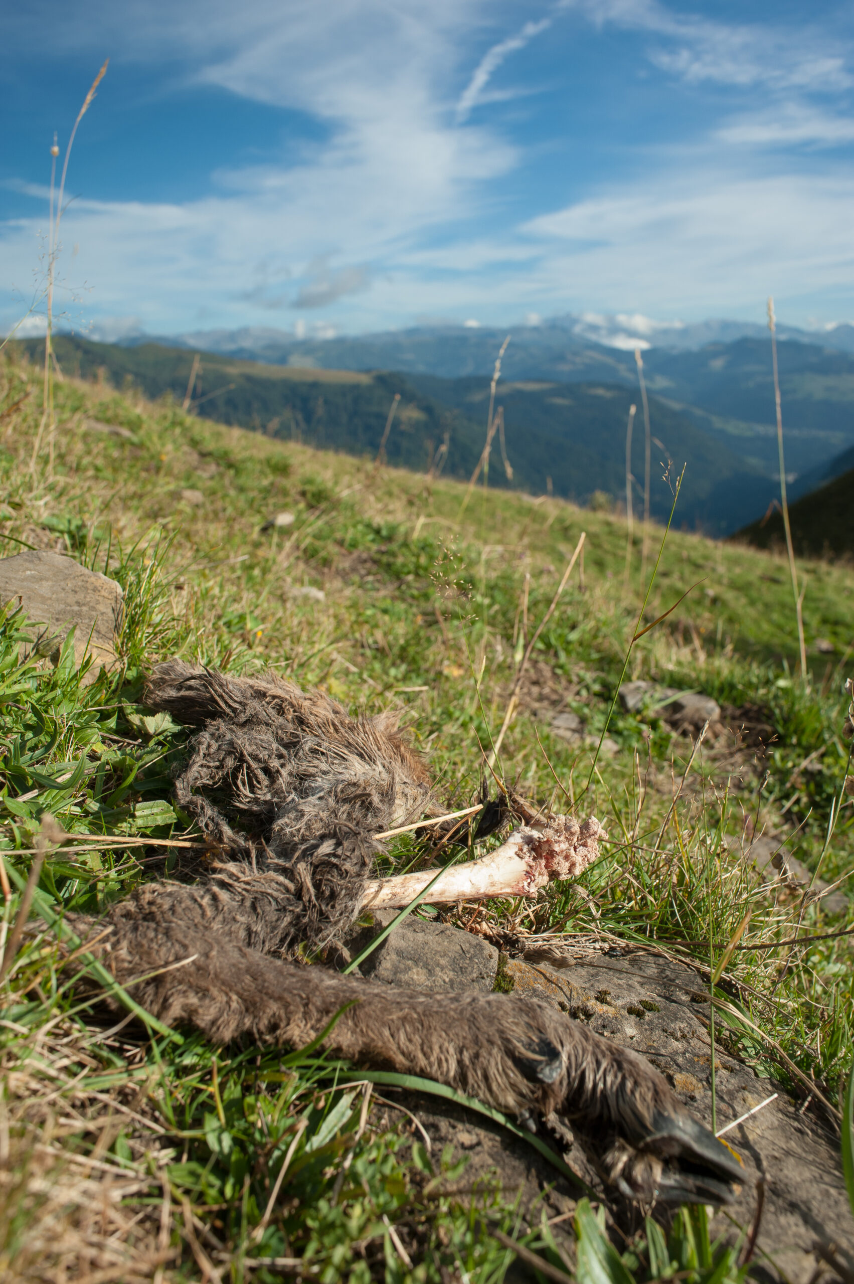 Les restes d'un cadavre de cabri chamois - ©Cyril Doche