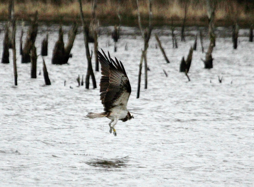 L’individu porteur d’une bague jaune, observé le 20 février au Ravoir. G.Perrodin.