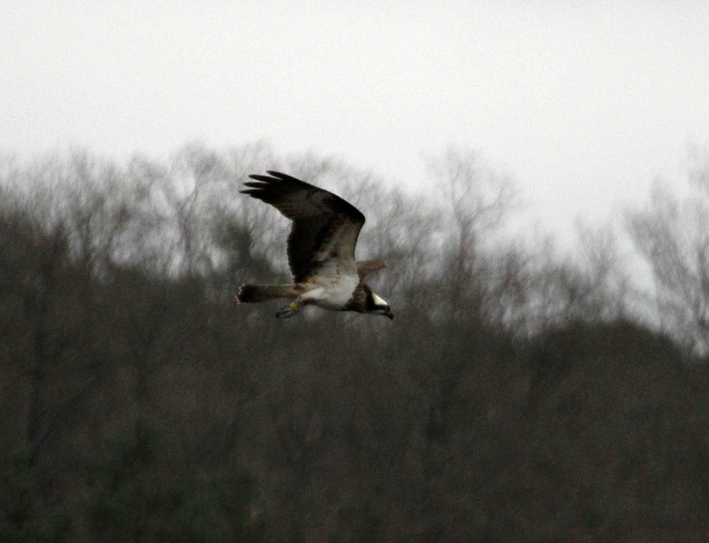 L’individu porteur d’une bague jaune, observé le 20 février au Ravoir. G.Perrodin.