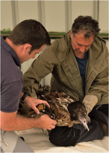 Pose de l'émetteur sur le dos de Layrou © Noémie Ziletti