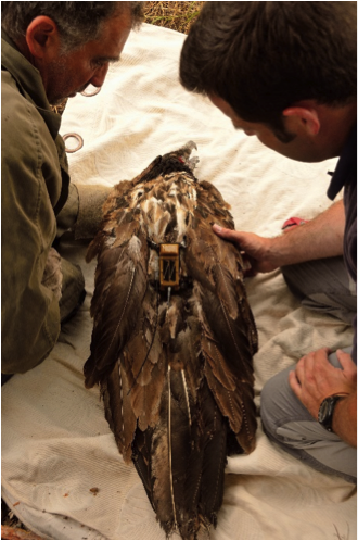 Pose de l'émetteur dur Layrou © Raphaël Néouze