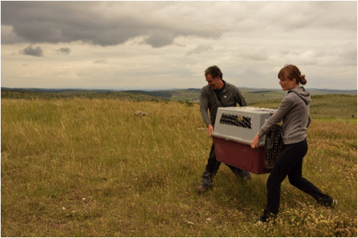 Transport de Layrou © Raphaël Néouze