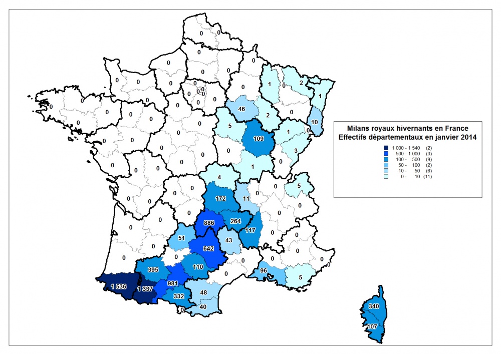 Hivernage du Milan royal en janvier 2014 - Romain Riols
