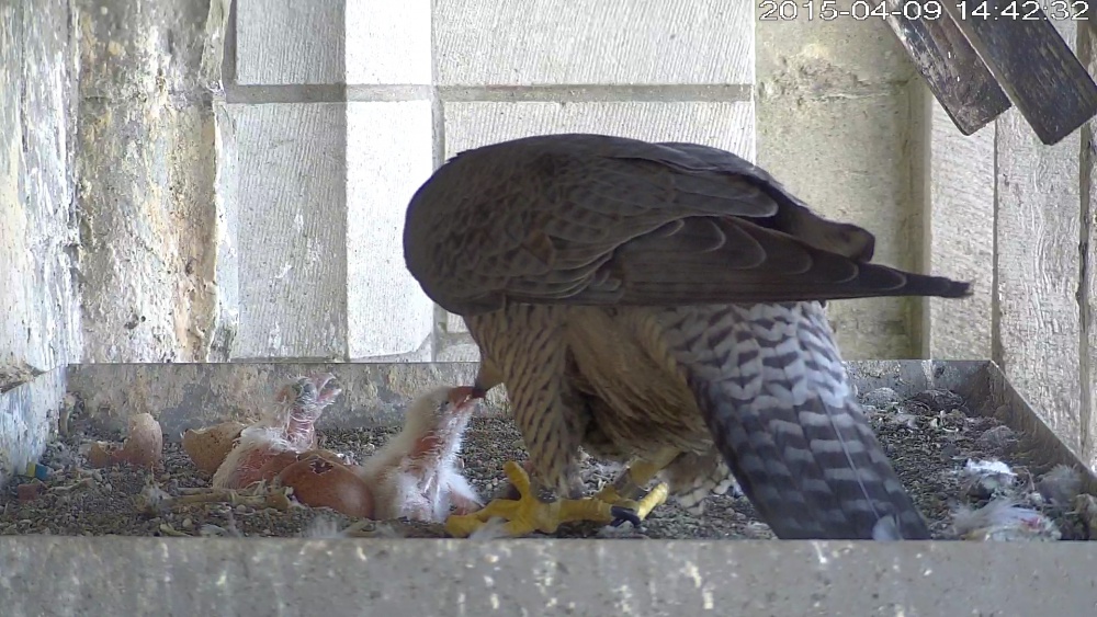 Naissance à Bruxelles, Didier Vangeluwe ©