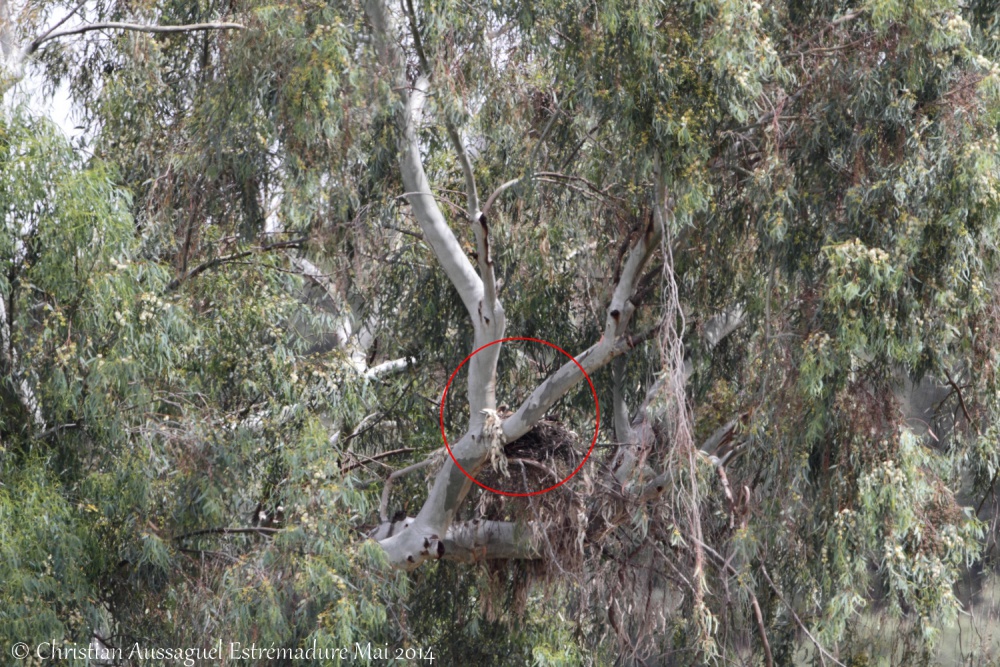 Estrémadure. mai 2014. C.Aussaguel