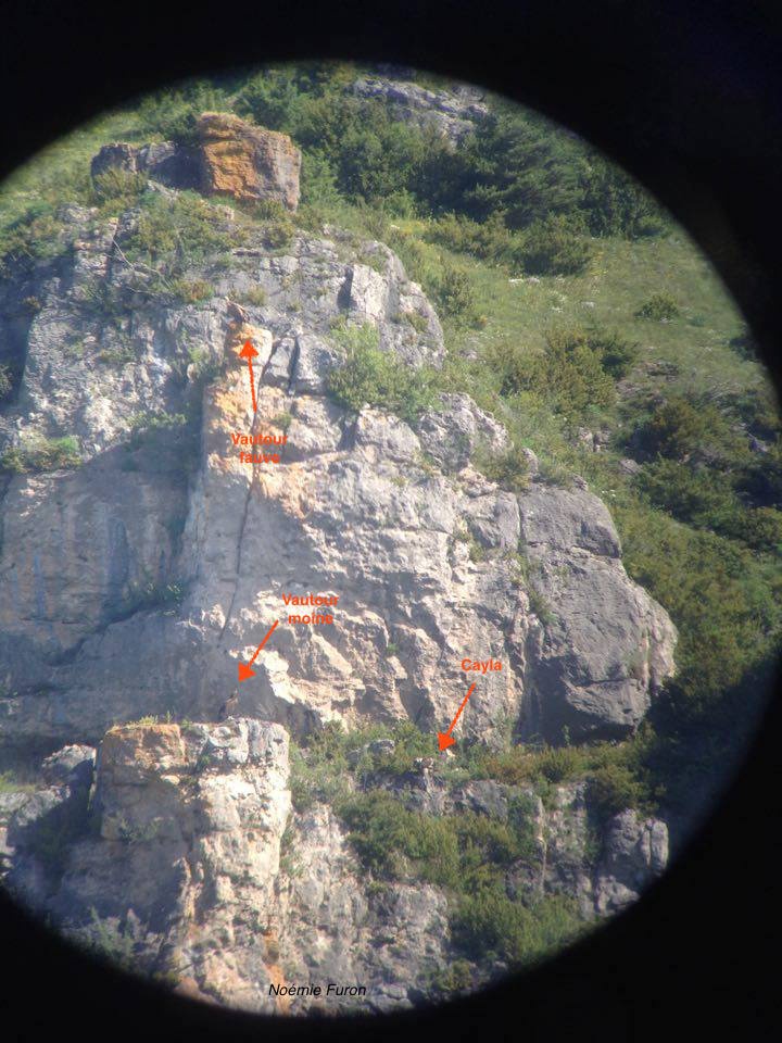 Cayla_Fauve_Moine_©Alexandra_Pinelle