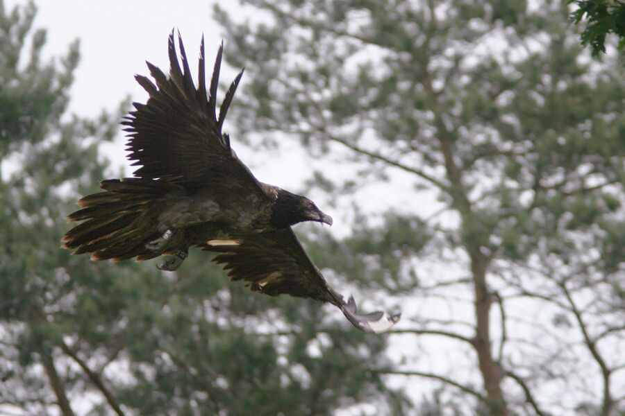 Larzac dans les Pays-Bas - ©Jaap Denee