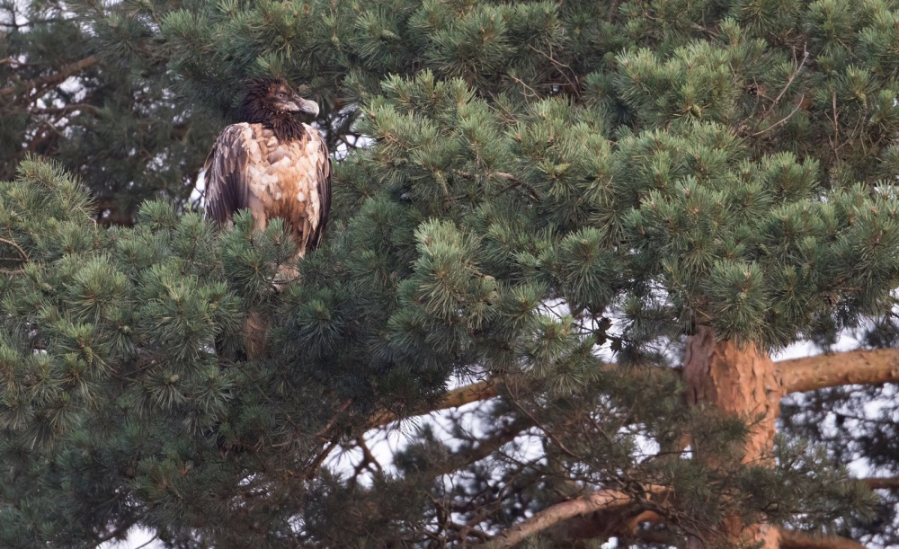 Larzac dans les Pays-Bas - © Jaap Denee