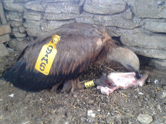 Jeune_vautour_fauve©Dr_Juan_Luis_Munoz_Roldan