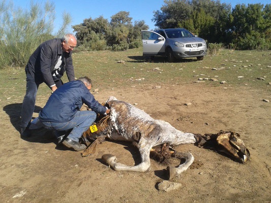 Vautour_fauve_dans_cheval©Dr_Juan_Luis_Munoz_Roldan