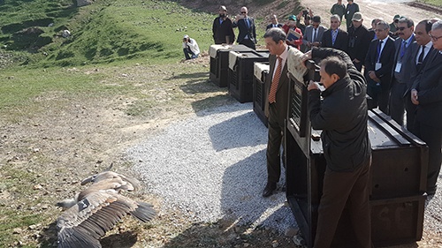 vautour_fauve_Maroc_lâcher2017©HCEFLD