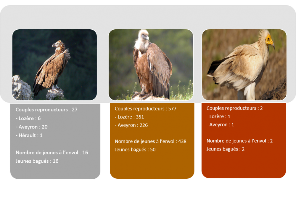 Bilan_reproduction_vautours_2017_LPOGrandsCausses