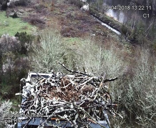 Balbuzards en direct