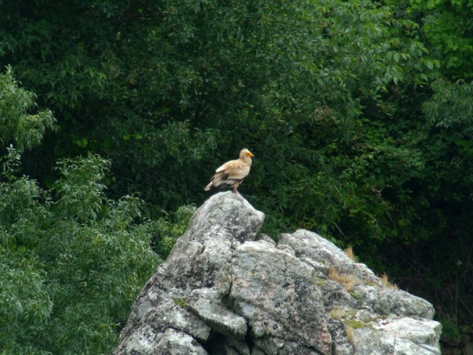 vautourpercnoptere1060463