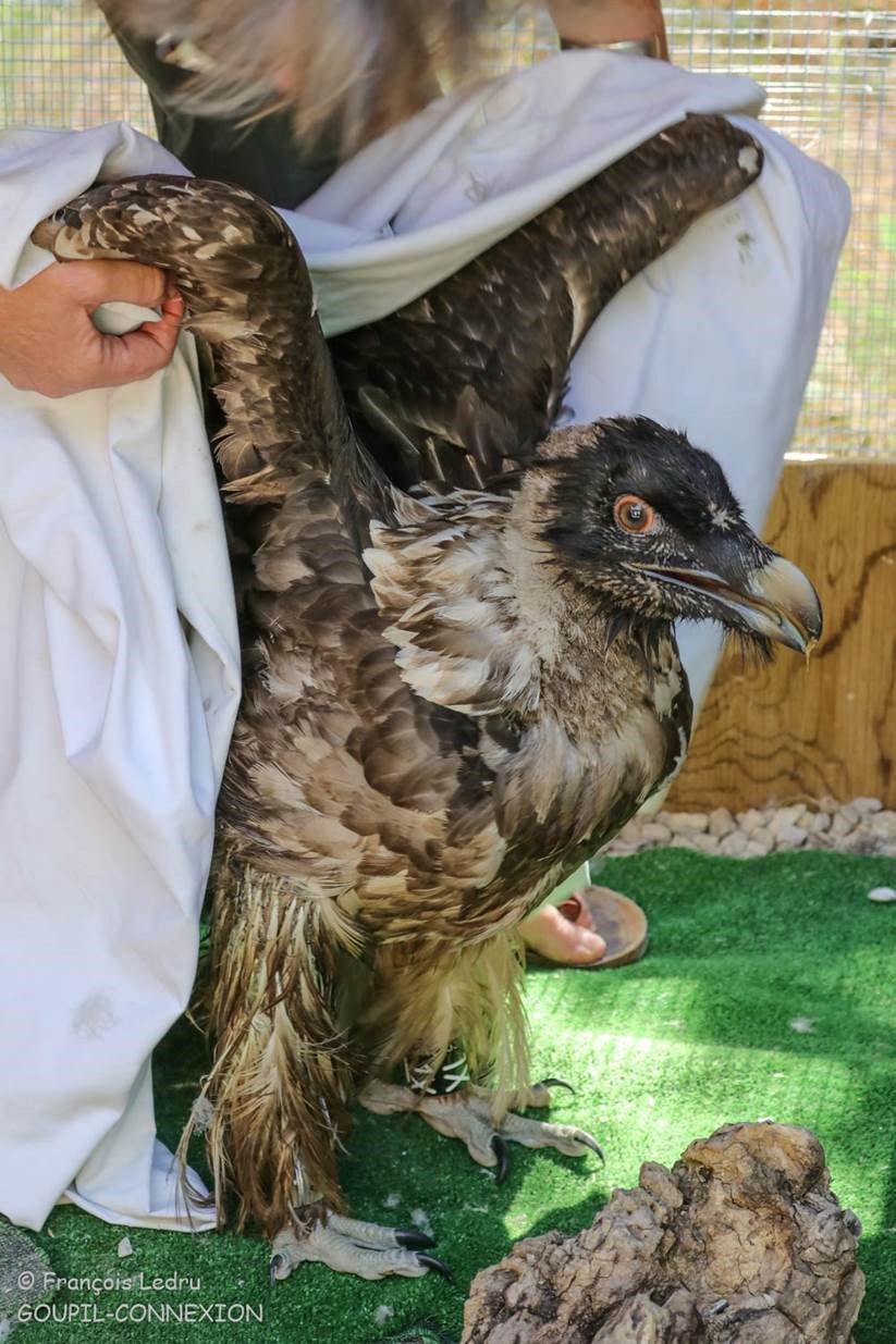 2016aigoualgoupilconnexion-fran-oisledru