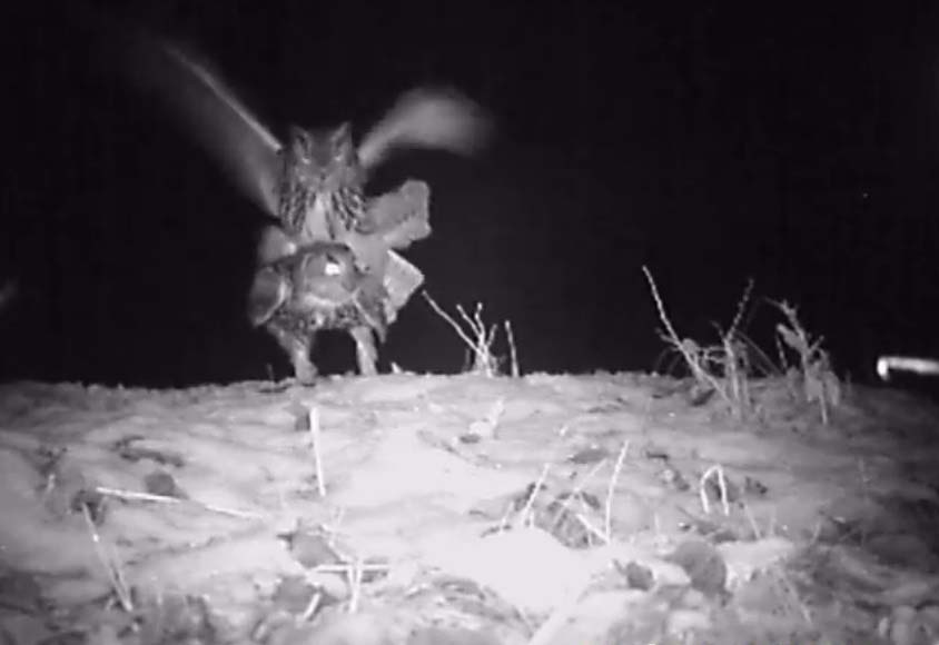 accouplementpays-bas