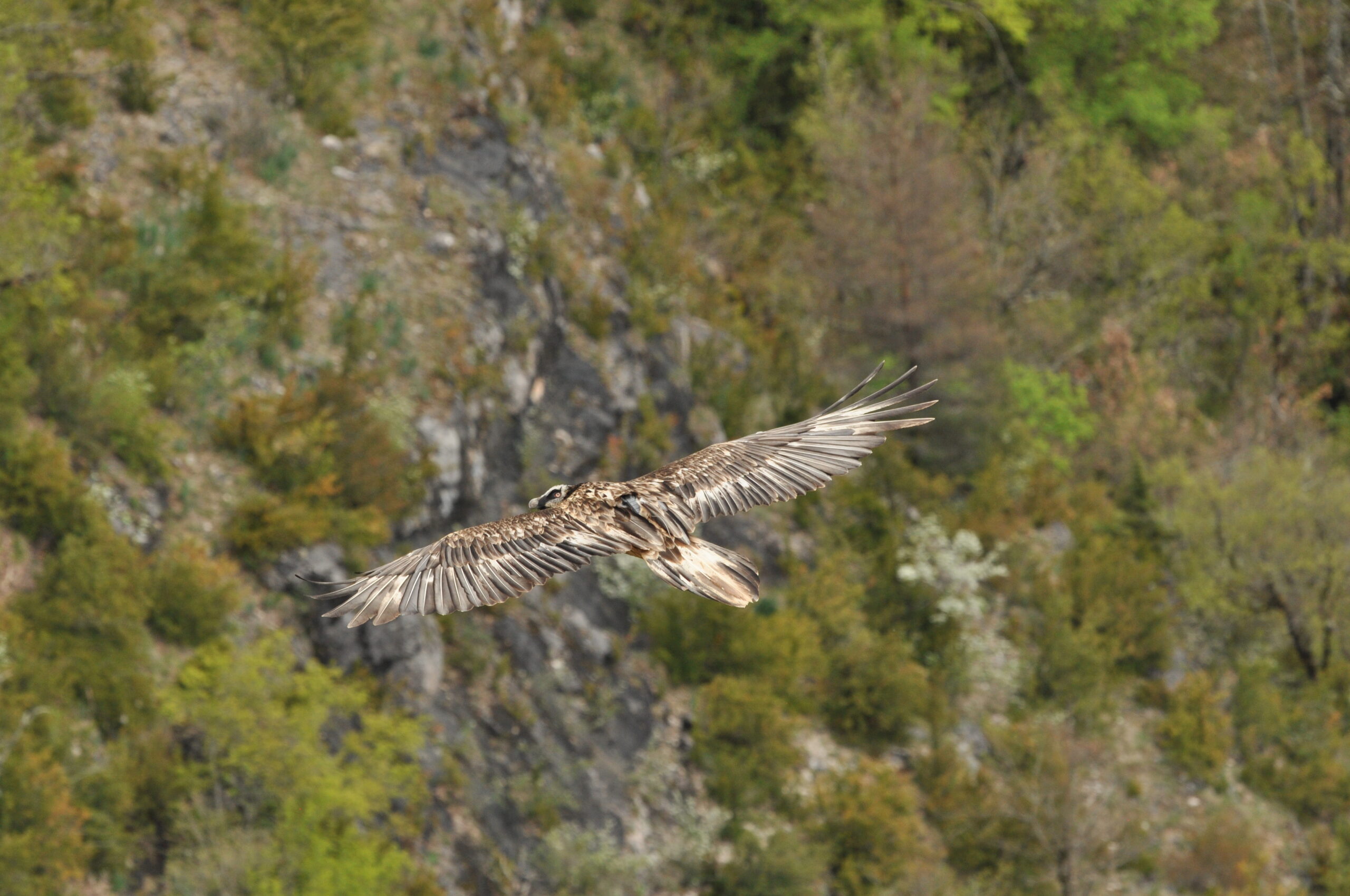 adonisenvoljonte01mai2018jacquesmatthey