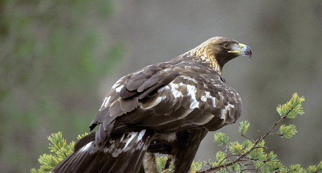 Aigle royal (Aquila chrysaetos) - Crédit photo : Lars Lofaldi / BirdLife Norvège
