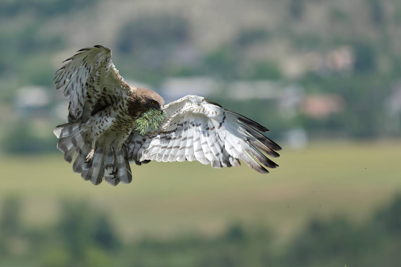 Circaète Jean-le-Blanc femelle apportant un rameau de pin, dans les Hautes-Alpes. Photo : Fréderic Spada.