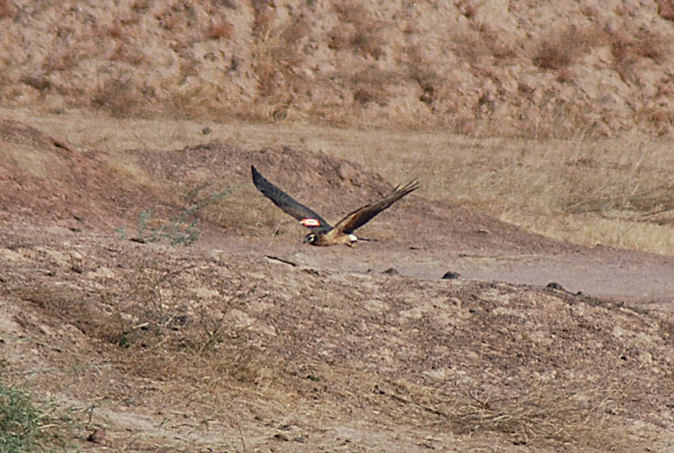 bc-guinguineodesousa