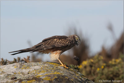 busard-cendre-femelle-2012-pelote-reduite