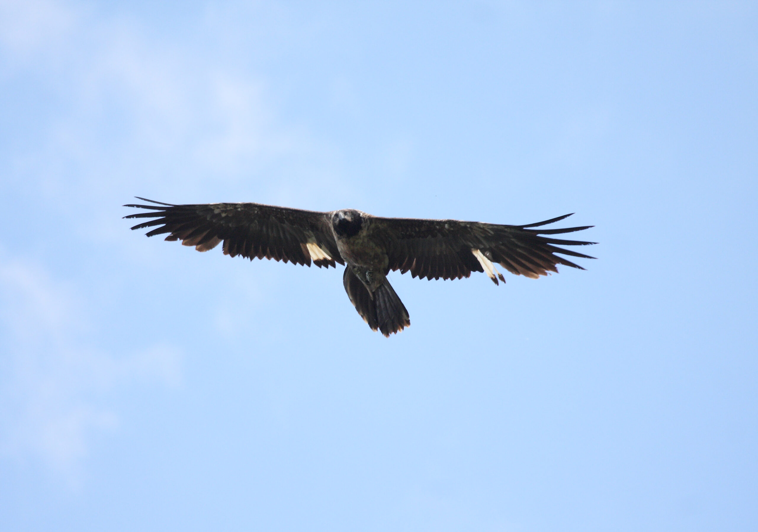 calandretoaragonjuin2018jeanantonioses