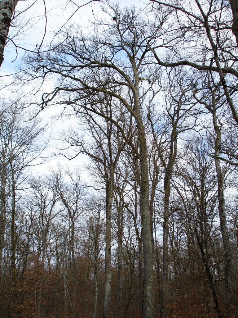 L’aire occupée dans la Nièvre au printemps 2012. Notez la position sommitale et le petit diamètre de l’aire, atypiques pour une aire d’aigle botté. D.Dupuy, mars 2013.