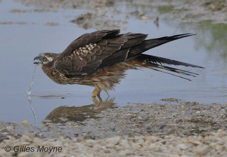 Une femelle de busard cendré s’abreuve longuement dans le Jura fin mai. G.Moyne