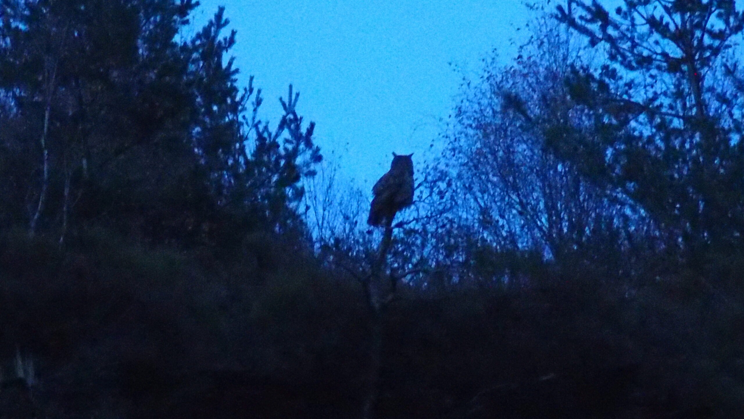 grand-duc-26-nov-012