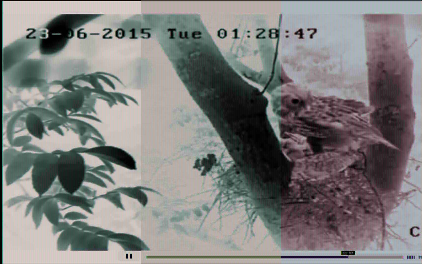 grand-duc-predation-buse-v