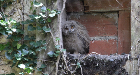 installation-grd-duc-herault