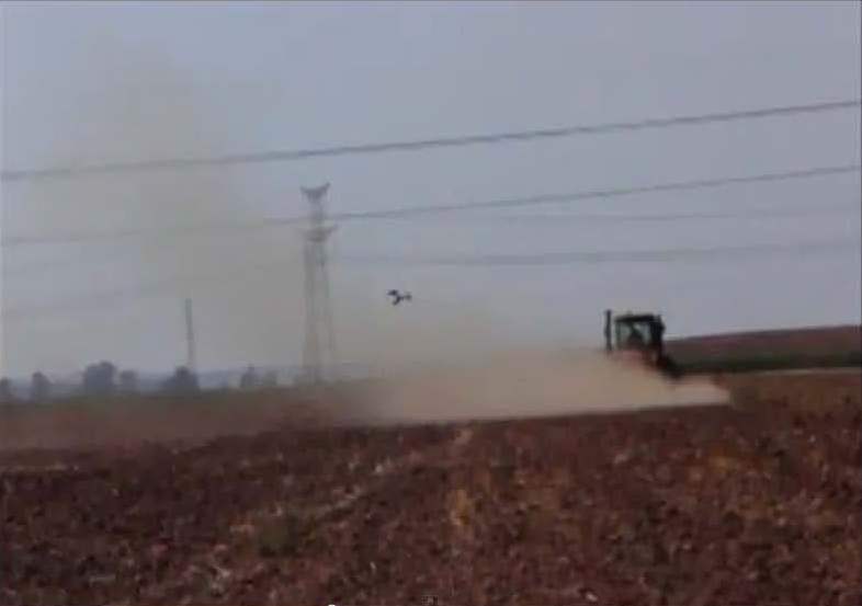 Un circaète plonge derrière le tracteur qui laboure un champ. R.Milgalter. 27/08/2013