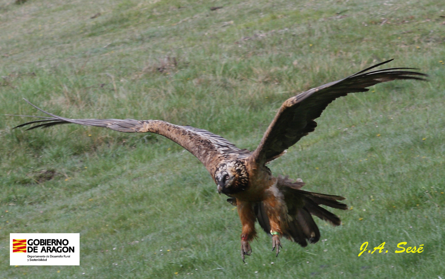 jasese-cardabelle-23avril2016-garcipollera