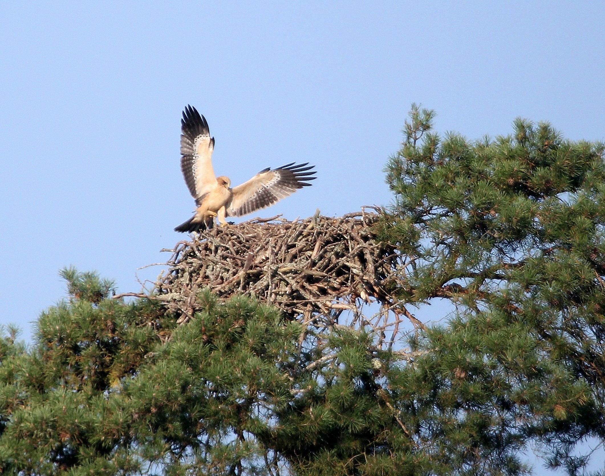 jeunebottefdo08092014