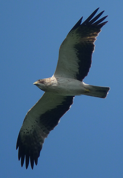 Relative finesse des ailes, blancheur des parties inférieures, couvertures plus ou moins finement mouchetées de points noirâtres, poitrine légèrement striée de noir, net masque sombre sur l’œil et la joue. C’est un mâle adulte !