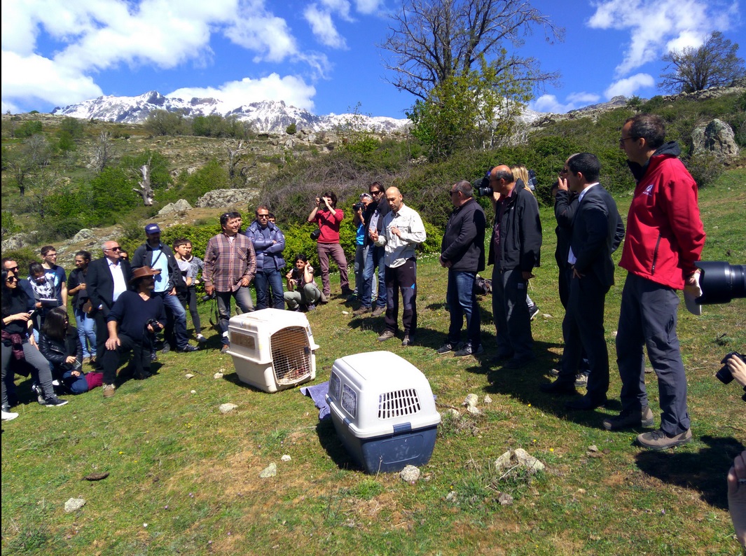 lachers-gypa-corses-1