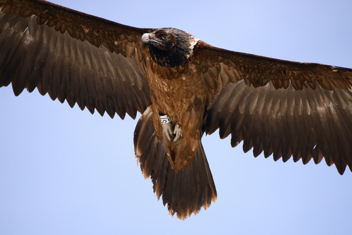 linky-250114-serge-denis-1-copier