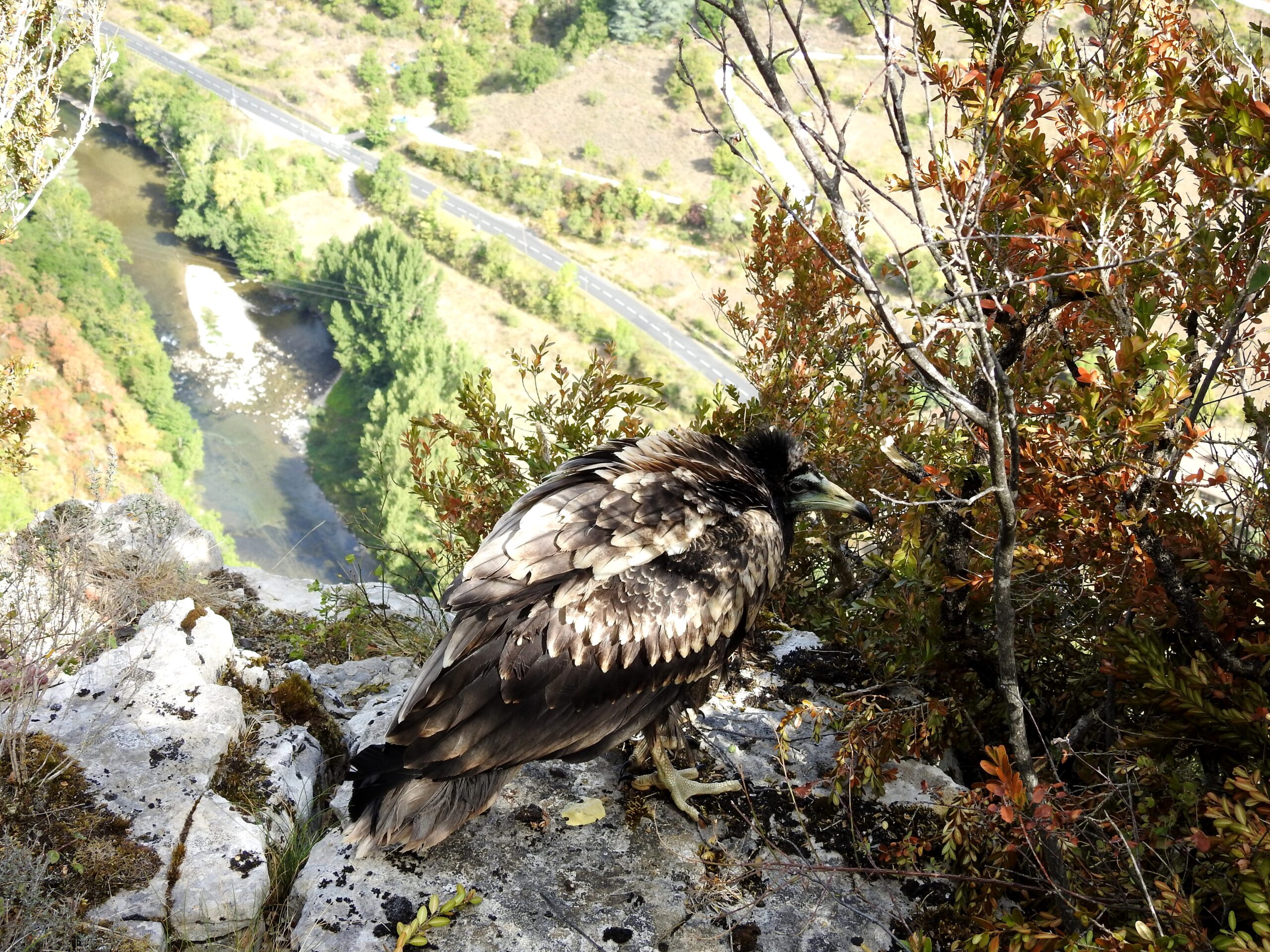 lpogcjeunepercnopt-resept2017