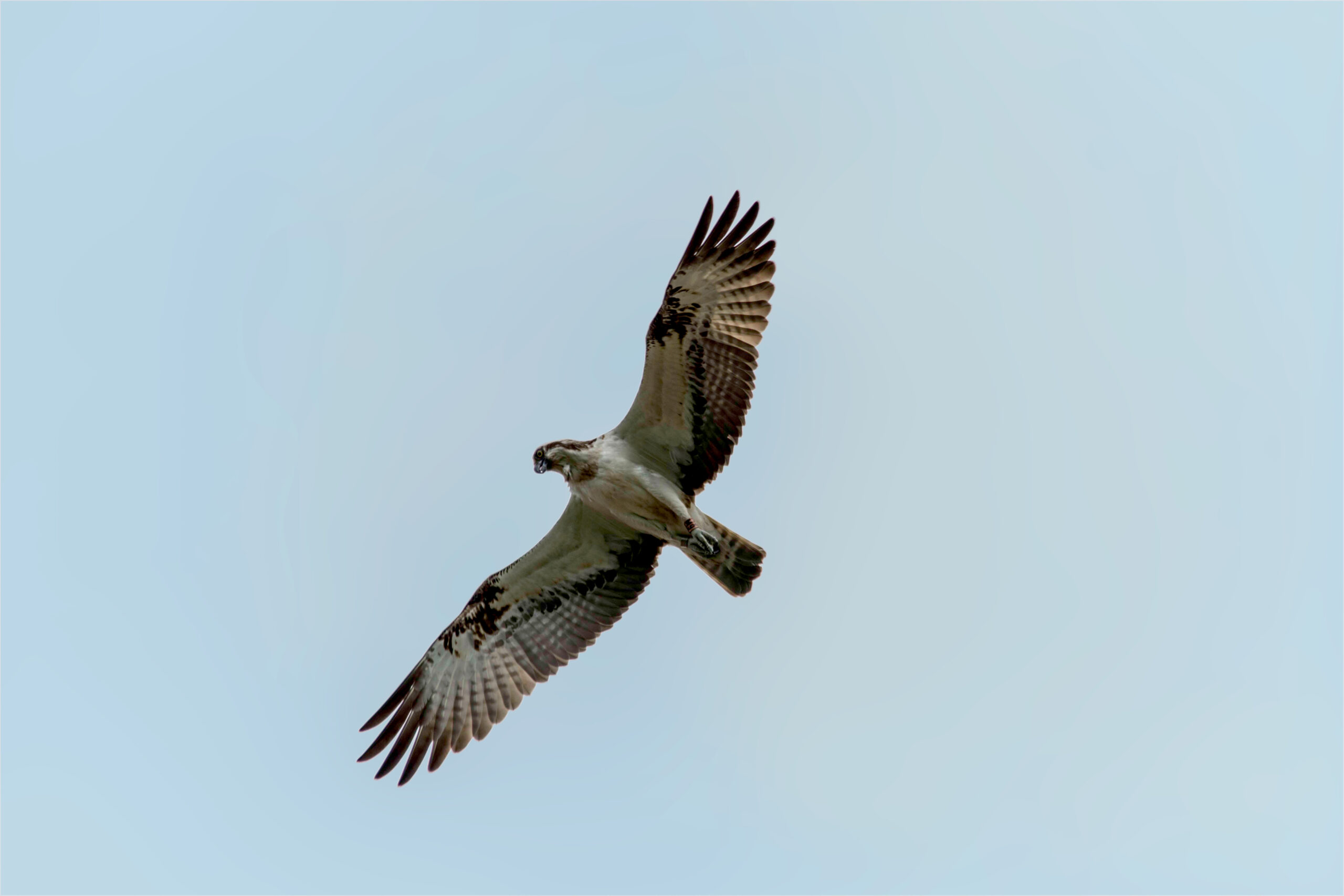 male-balbuzard-ravoir